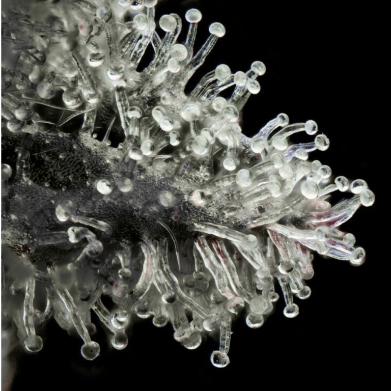 Extreme close-up macro photo of cannabis trichomes against a black background